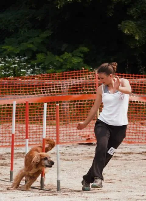 Durante una prova di agility