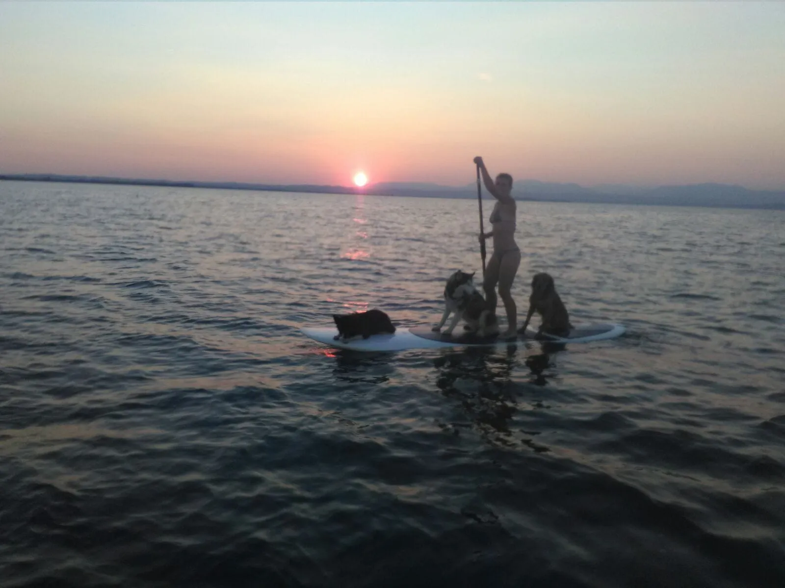 In piedi su una tavola da SUP al tramonto, con i cani a bordo